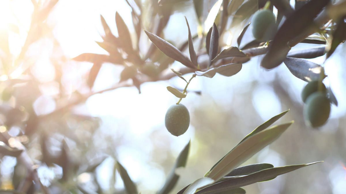 Siccità ecco cosa accade agli ulivi e all'olio