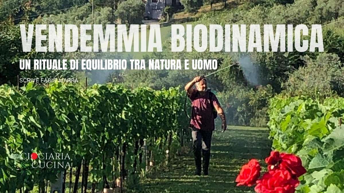 Vendemmia biodinamica